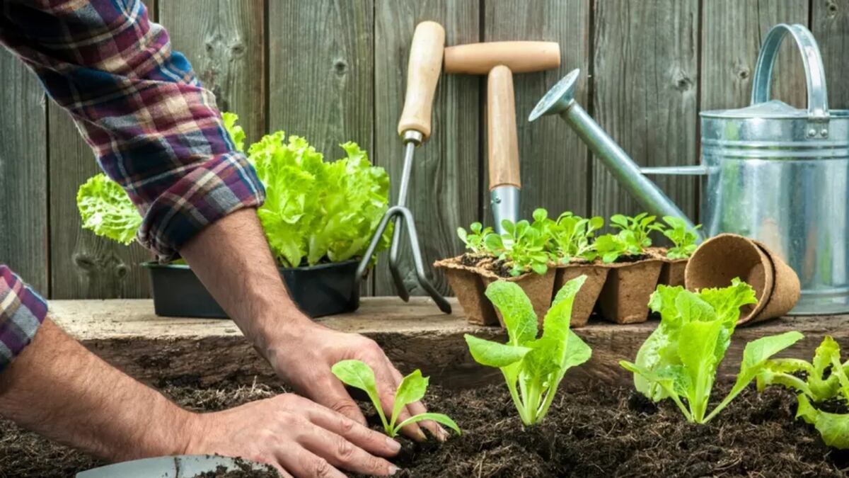 La primavera, el momento perfecto para comenzar tu propia huerta: qué plantar y 3 consejos infalibles