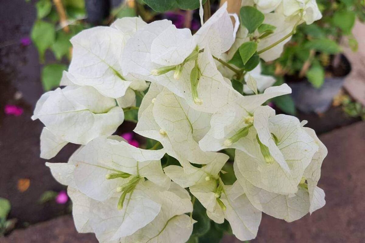 Santa Rita, una de las plantas más bellas para llenar de color y alegría el balcón o la terraza. (La Voz)