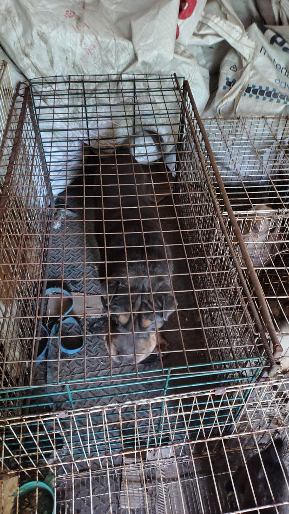 Los animales rescatados. (Policía)