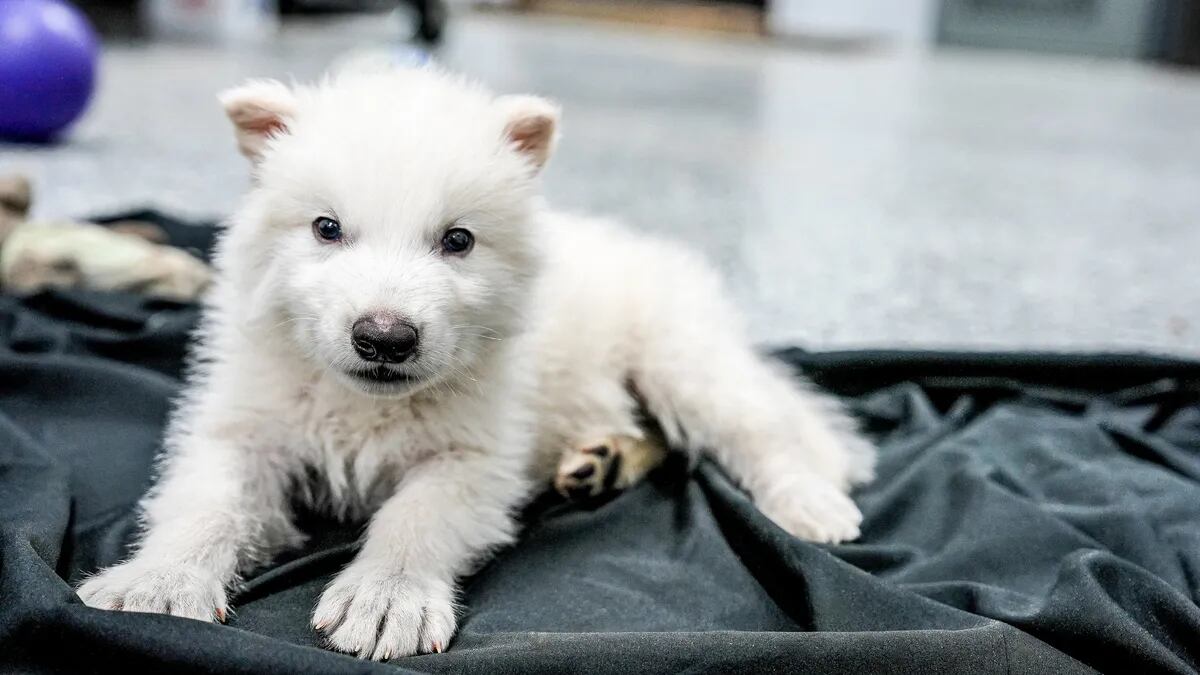Cachorro de lobo terrible (Colossal Biosciencies)