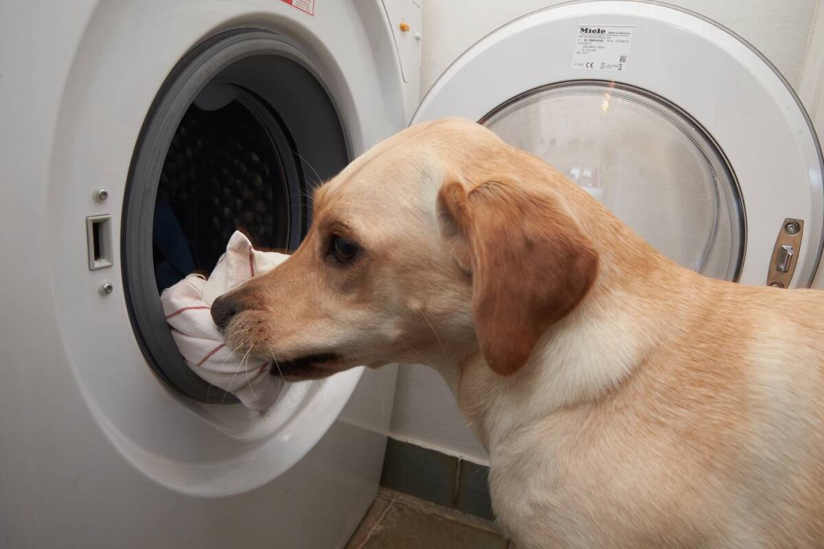 Consejos para adiestrar a los perros para que ayuden con las pequeñas tareas del hogar. (DPA)