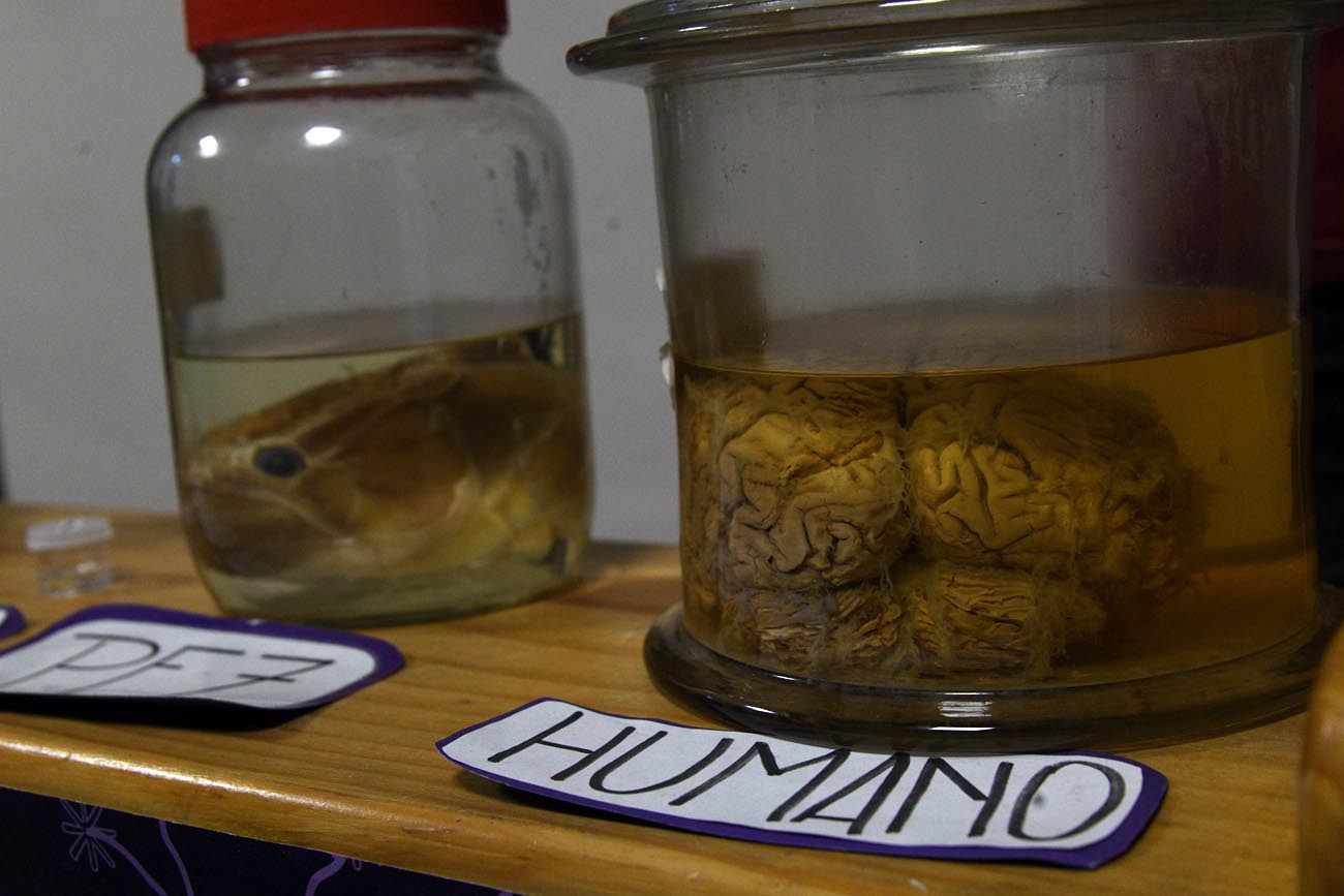 Experiencia inmersiva en la Academia Nacional de Ciencias. Ramiro Pereyra /La Voz