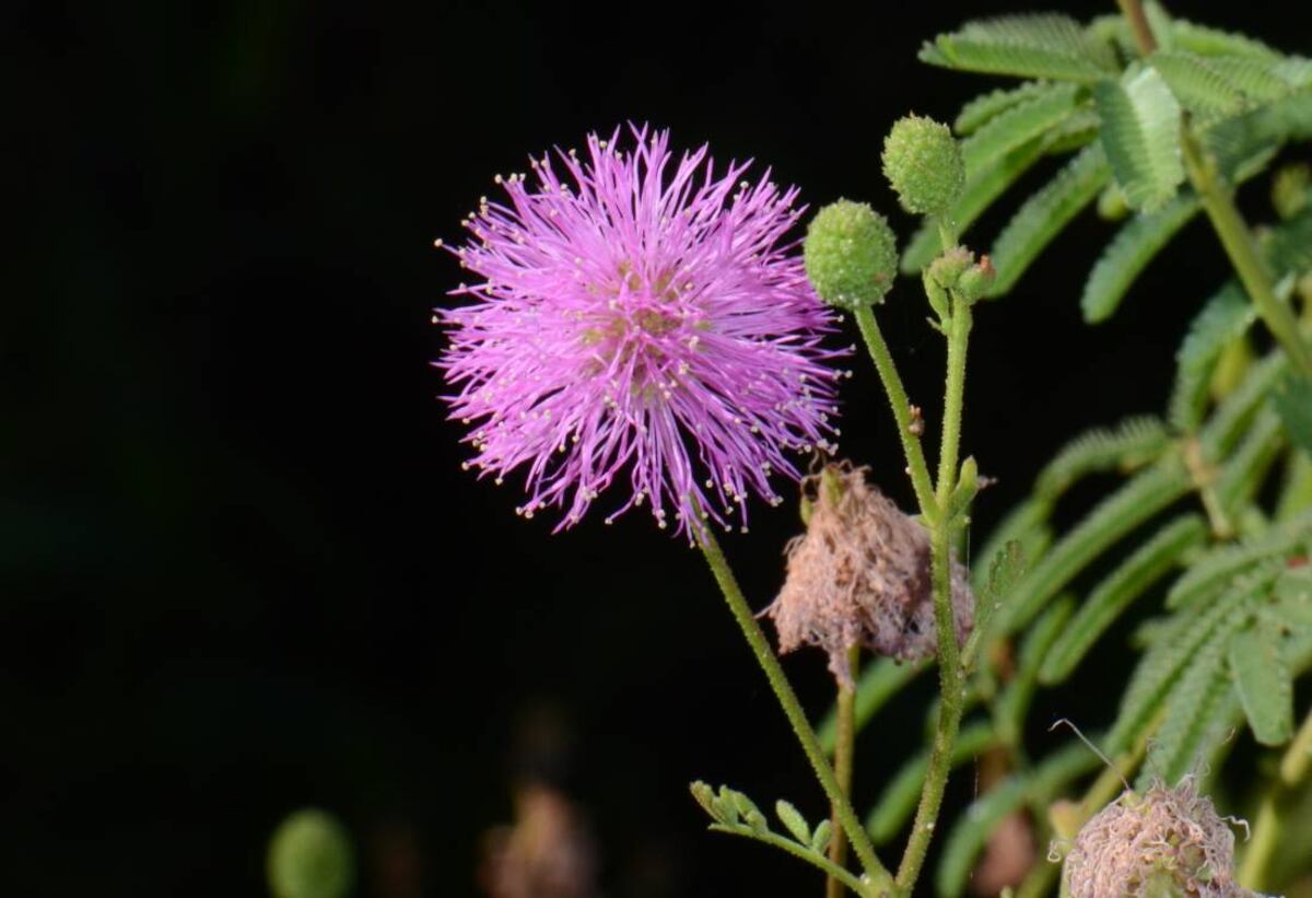 Mimosa. La mimosa cordobesa es un arbusto con una flores que parecen pompones.