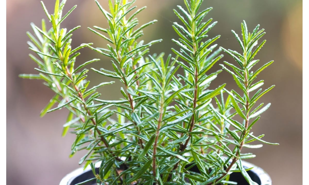 Jardinería de verano: las plantas que resisten el calor extremo y la falta de agua