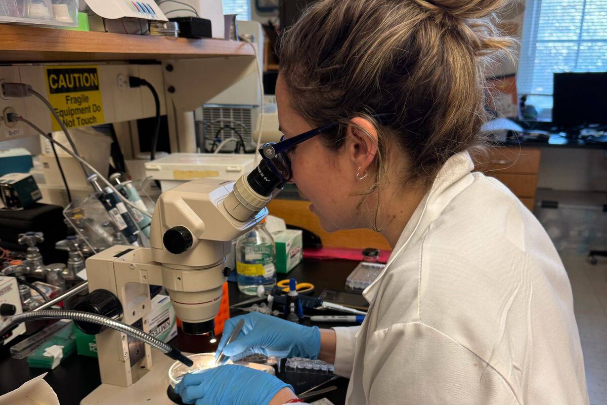 Ana Vivinetto, doctora en neurociencias realiza sus estudios en Chile. (Gentileza)