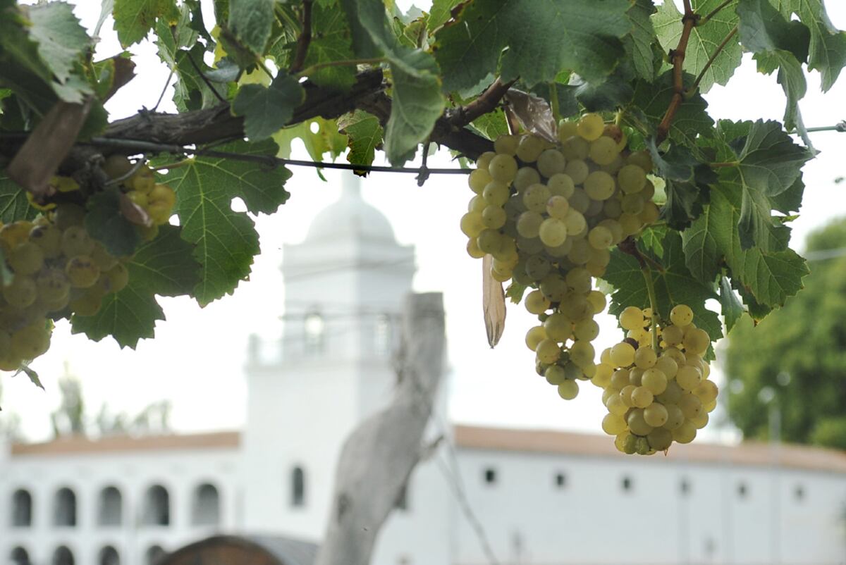 El desafío de modernizarse para el vino argentino.