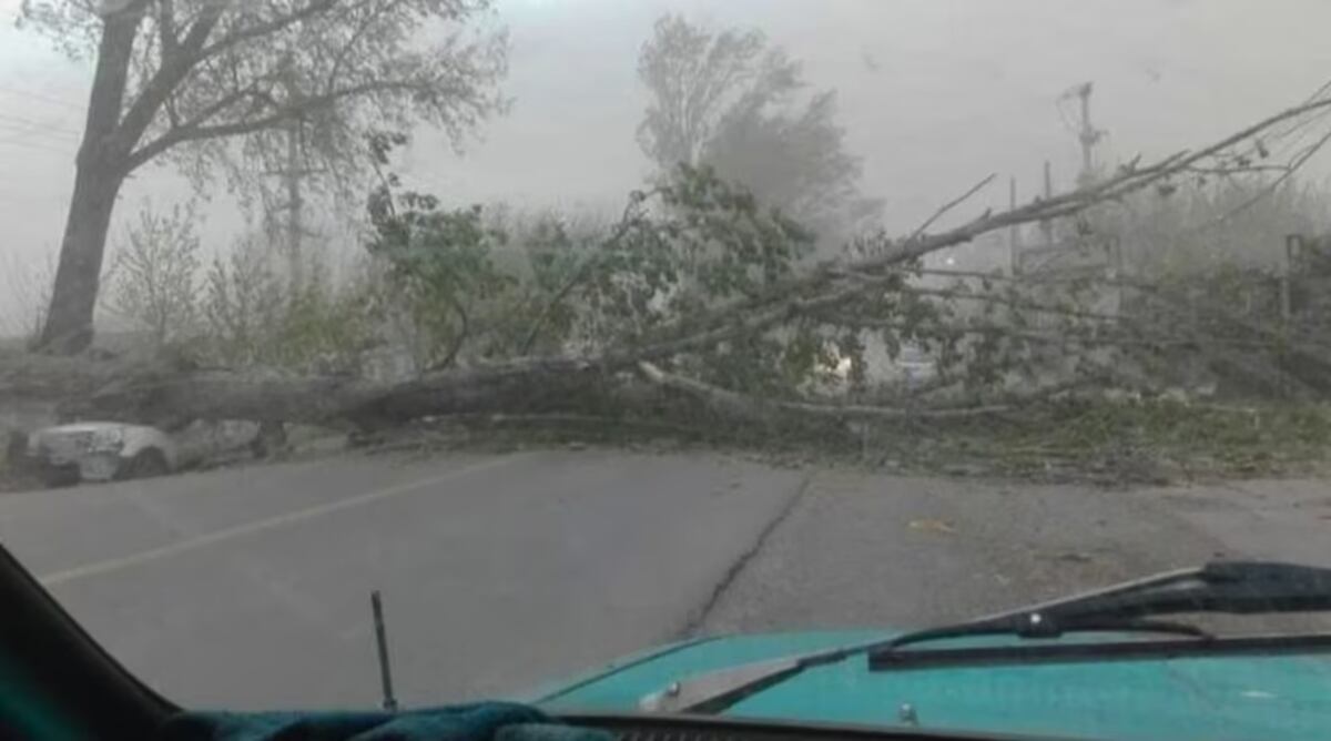 Mendoza: una mujer murió aplastada por un árbol tras el viento Zonda (Gentileza)