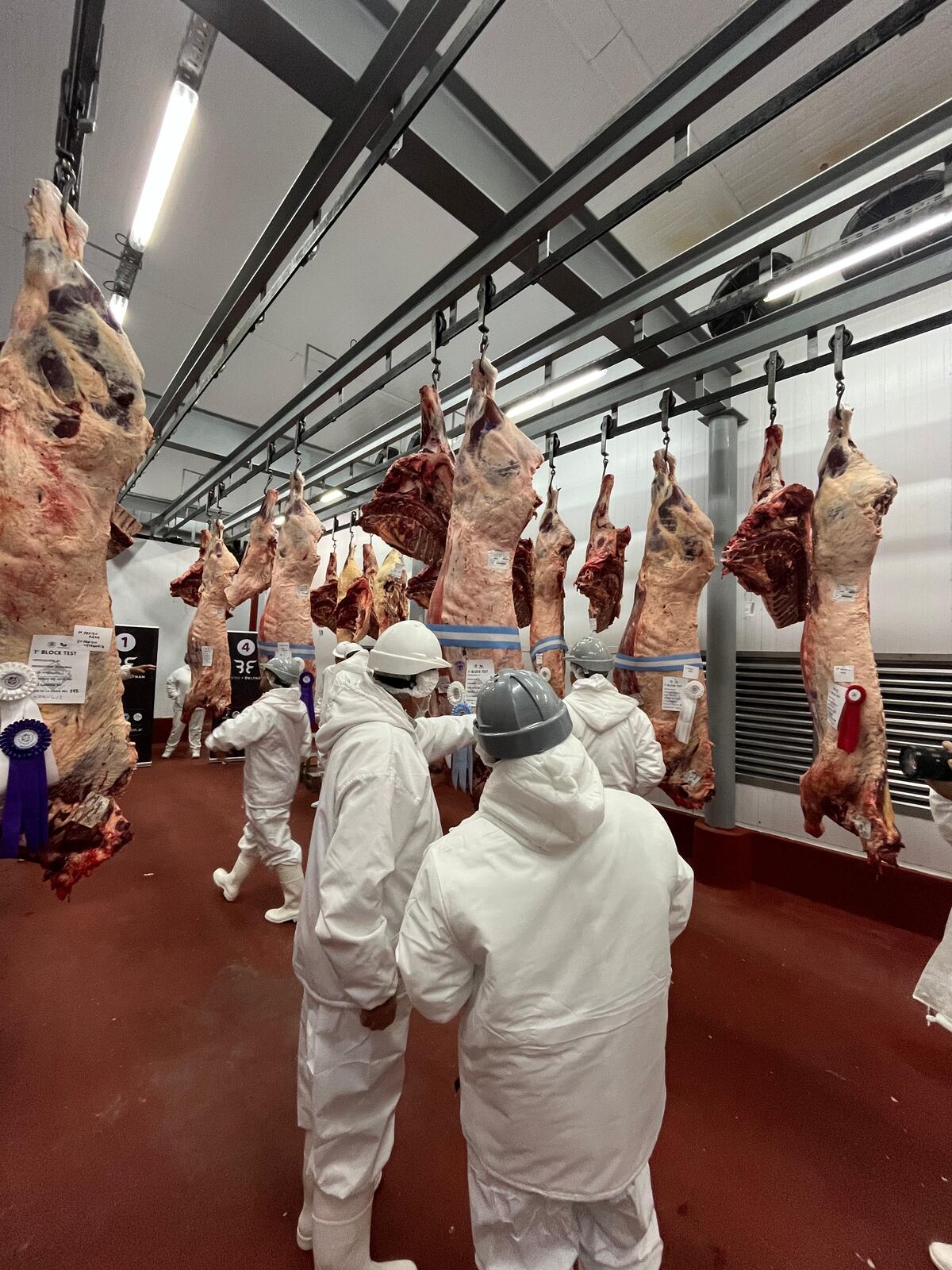 FAENA. Un total de 21 carcazas de novillos fueron evaluadas el gancho en el Frigorífico Bustos y Beltrán. (Gentileza SRJM)