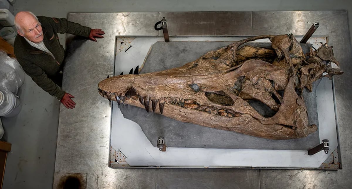 Steve Etches tiene el cráneo. Ahora quiere el resto del cuerpo del animal. (BBC / Tony Jollife)