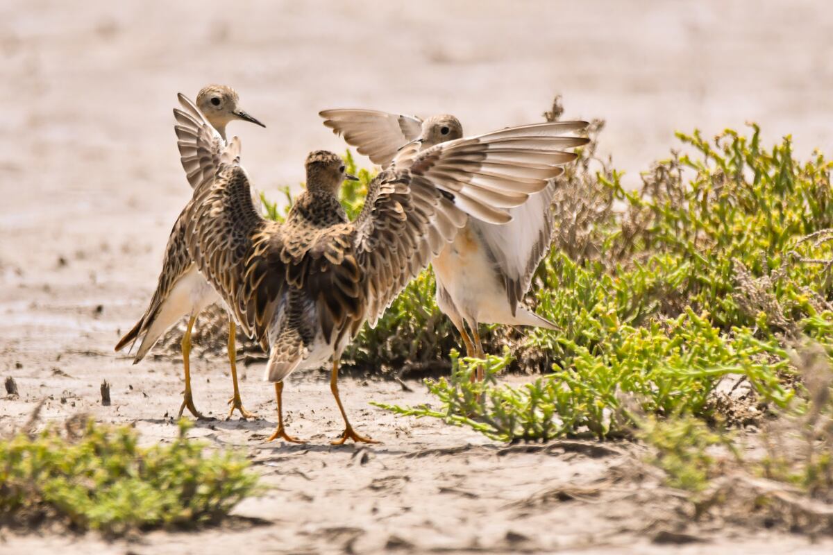 Playerito canela. Se reproduce en la tundra ártica y migra a Sudamérica en el invierno boreal. (Gentileza: Yanina Druetta)