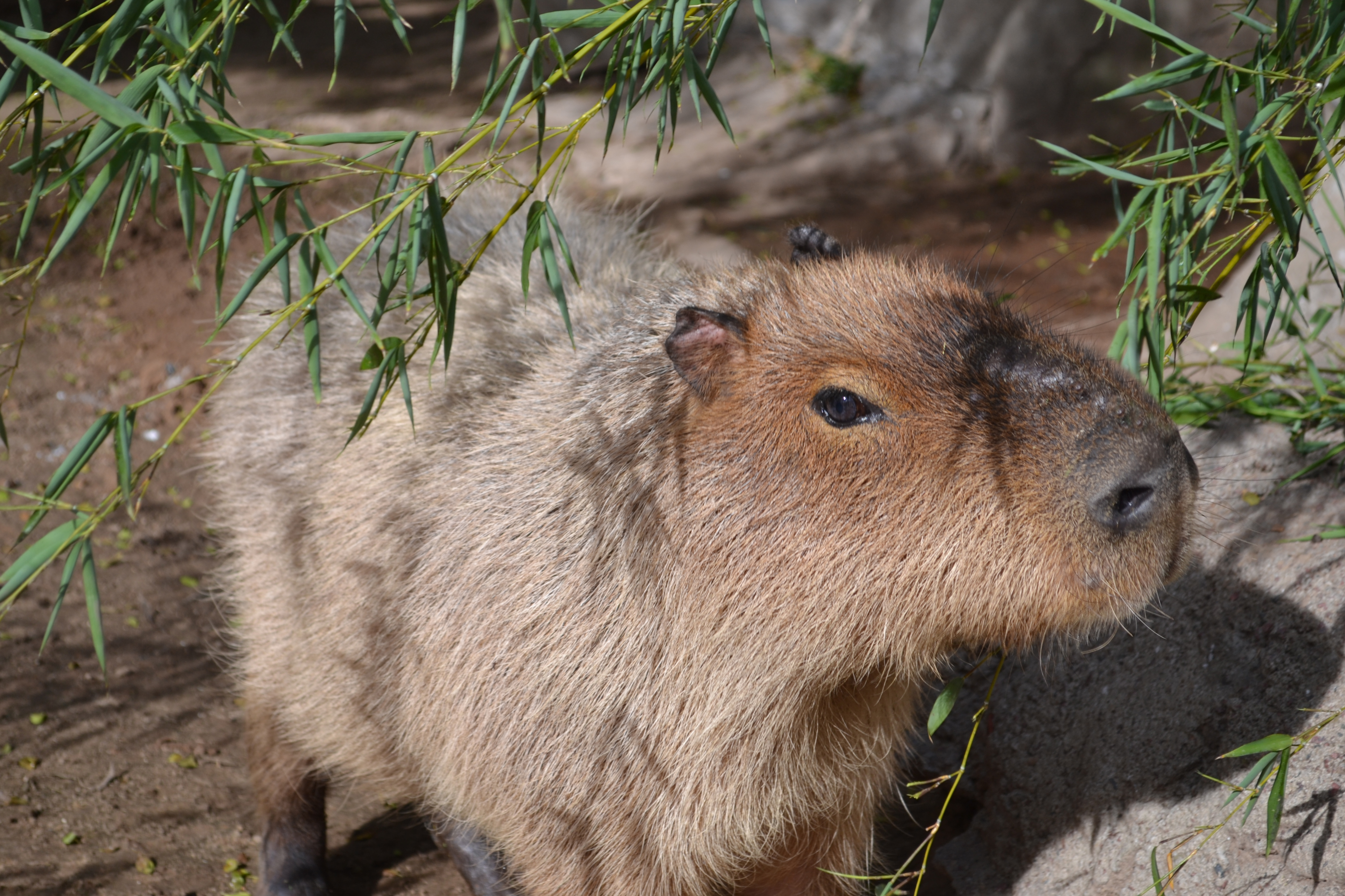 El capibara, conocido en Argentina como carpincho, es el roedor más grande del mundo y se ha convertido en estrella viral por sus gestos tiernos y su vida en manada. (Gentileza Fundación Temaiken)