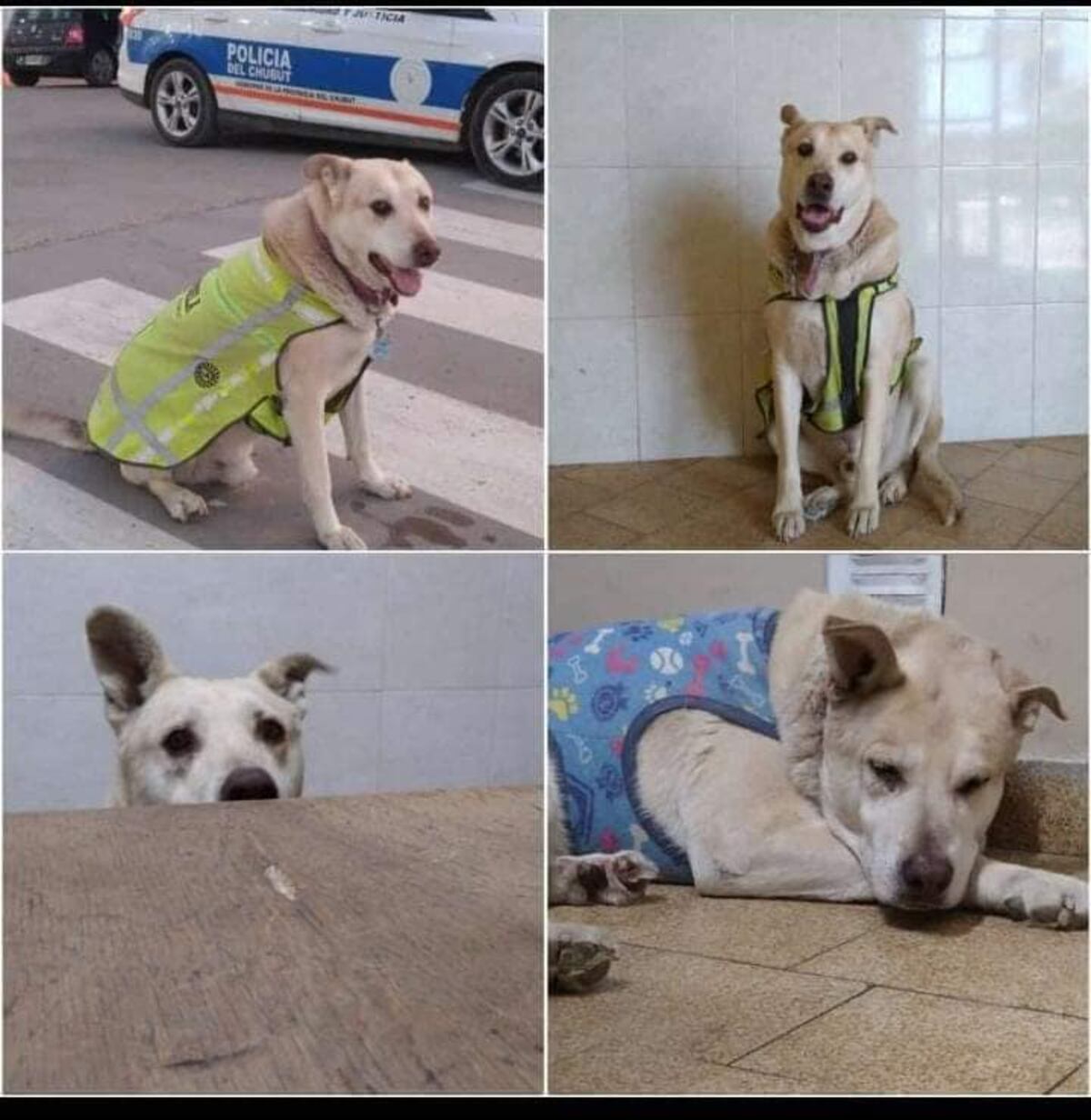 Adiós a Centinela, el perro más famoso y querido de Comodoro Rivadavia.