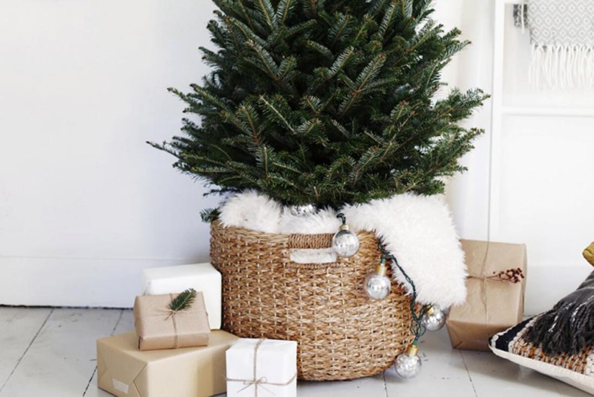 Especies. Utilizar un pino natural no sólo cambia la mirada a la ambientación de las fiestas, sino que permite disfrutar de su crecimiento año tras año.