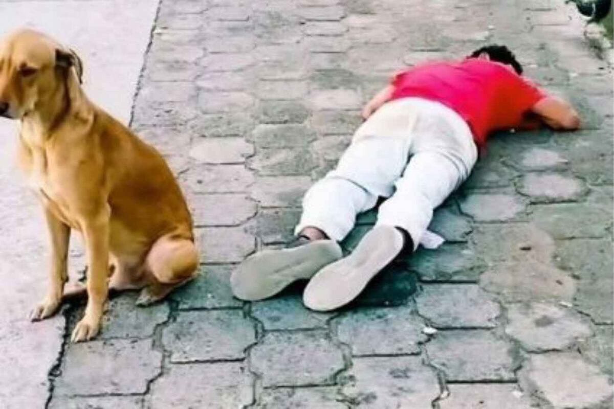 El perro permaneció junto a su dueño durante toda la noche y evitó que desconocidos se acercaran mientras dormía en la vía pública. (Gentileza El Heraldo de México)