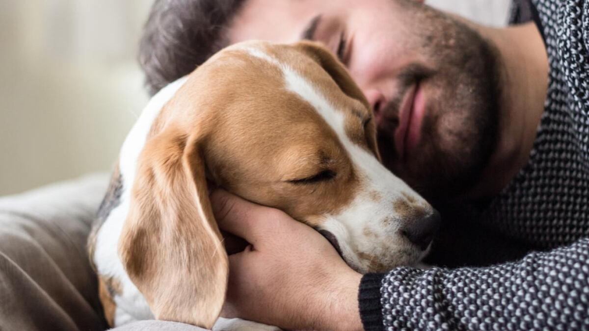 Día de amar a tu mascota: por qué se celebra cada 20 de febrero