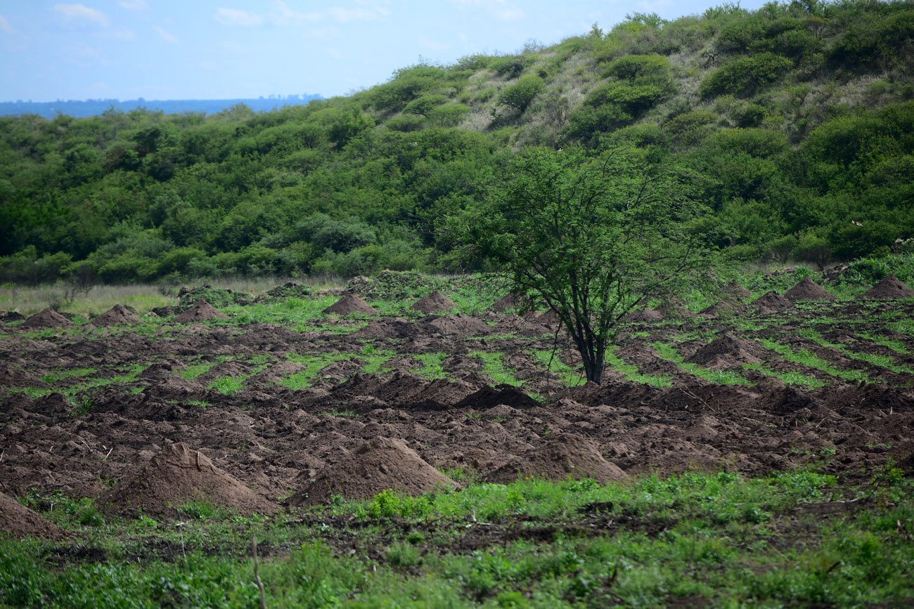 Trabajos de excavación en la Loma del Torito, cerca de La Perla, donde se encontraron fosas con restos humanos.  (Nicolás Bravo / La Voz)
