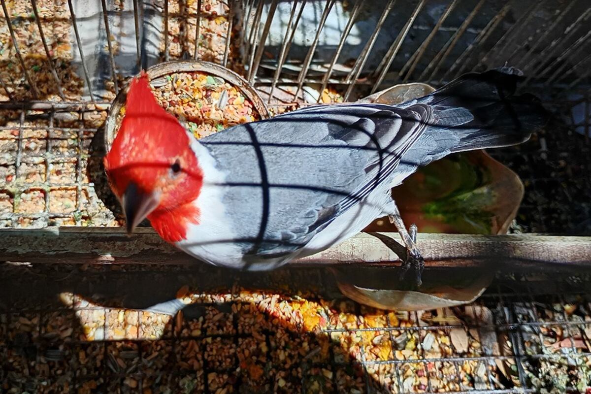 Rescataron dos monos tití pincel negro y 14 aves silvestres en un allanamiento en Córdoba. (Prensa Gobierno de Córdoba)