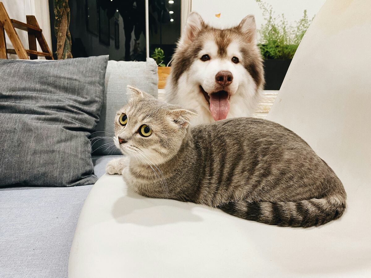 Cuánto cuesta mantener un perro o un gato al mes en Argentina