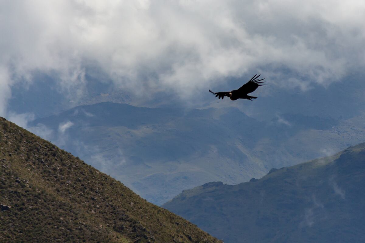 En Valle de las Carreas pueden disfrutarse de las vistas panorámicas con los cóndores como protagonistas. (Gentileza: Gerardo Iratchet)