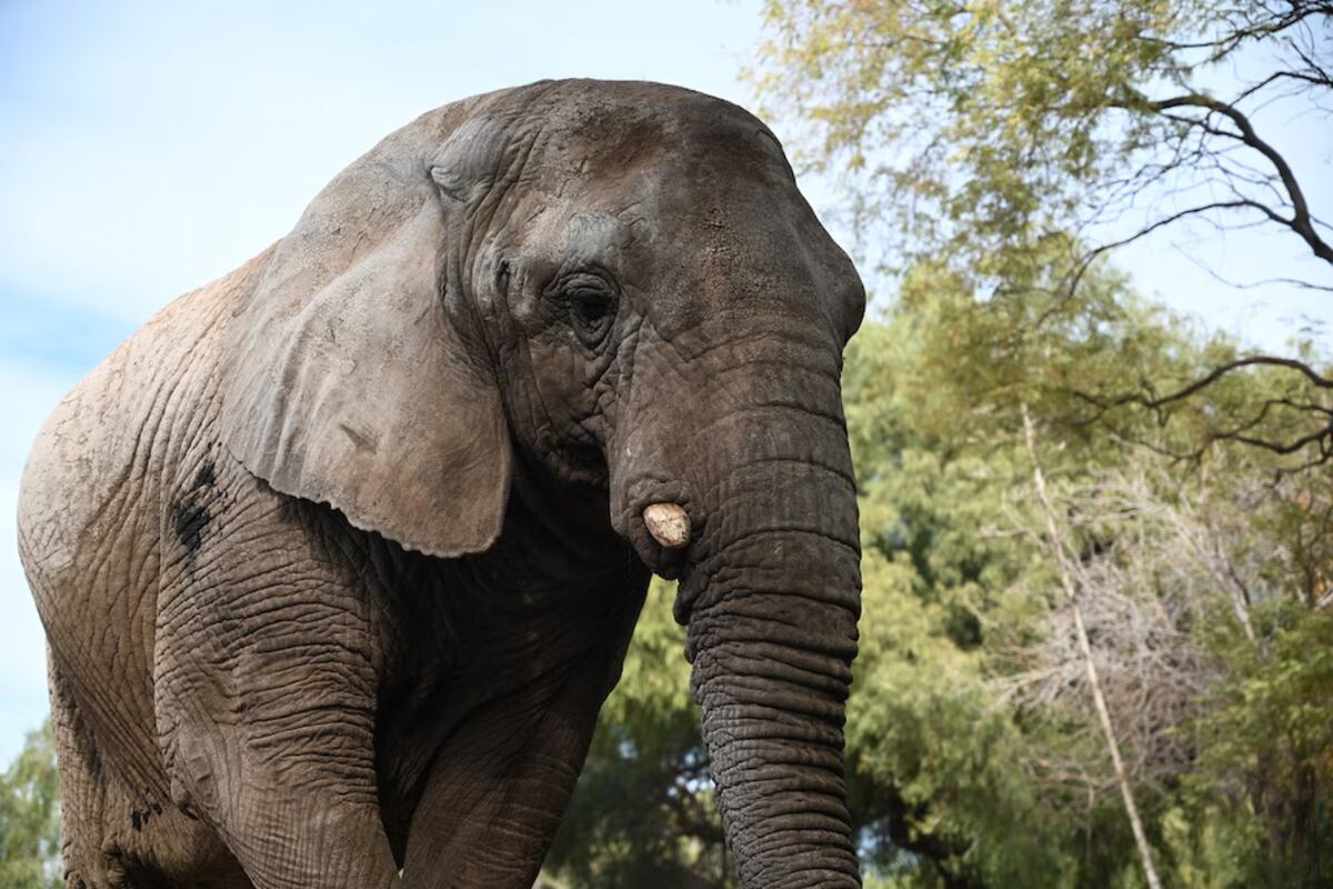 Murió Kenya, la última elefanta que vivía en cautiverio en la Argentina