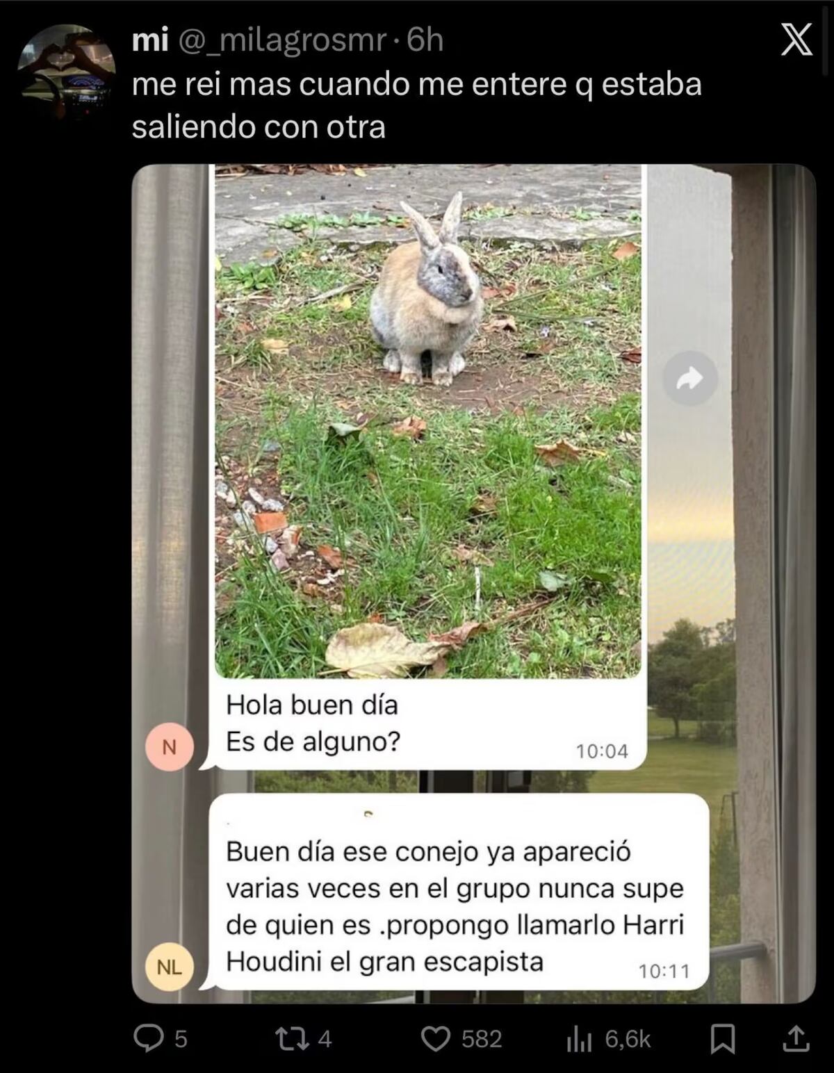 Un conejo apareció en el patio de un edificio y desató el caos en el grupo vecinal: “Propongo llamarlo...”