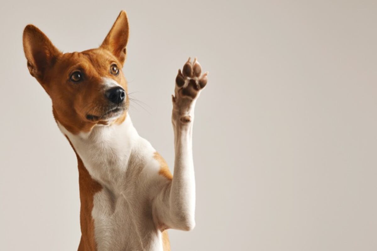 Los trucos como "levantar la patita" o "sentarse" permiten el desarrollo del cerebro de los perros.
