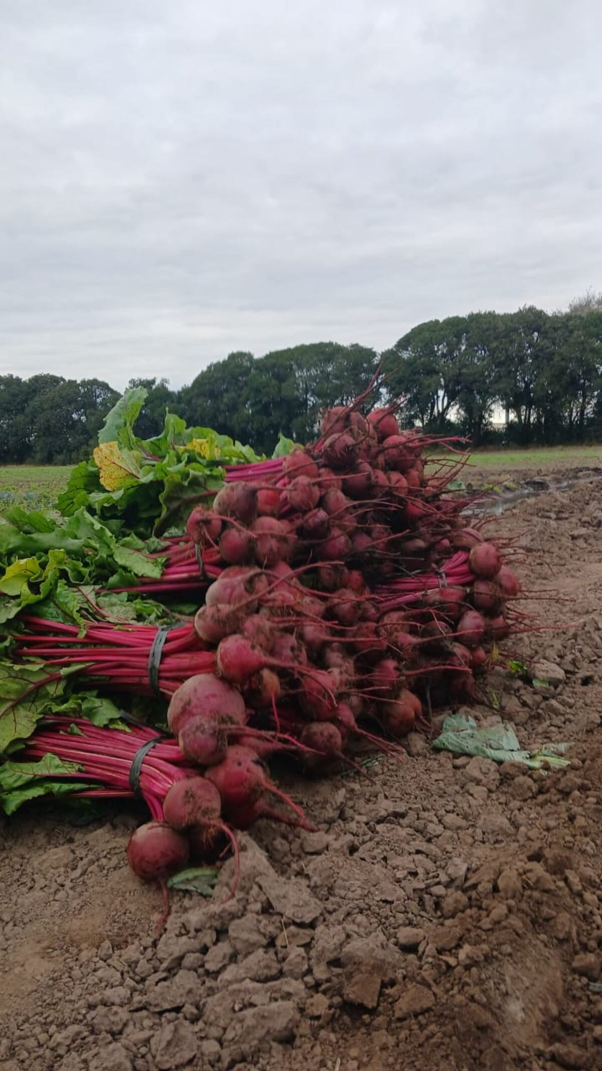 CINTURÓN VERDE. En Río Cuarto, la producción hortícola se desarrolla en un área de 450 hectáreas que se comercializa en un mercado de abasto local. (Gentileza Mercado de Abasto de Río Cuarto)