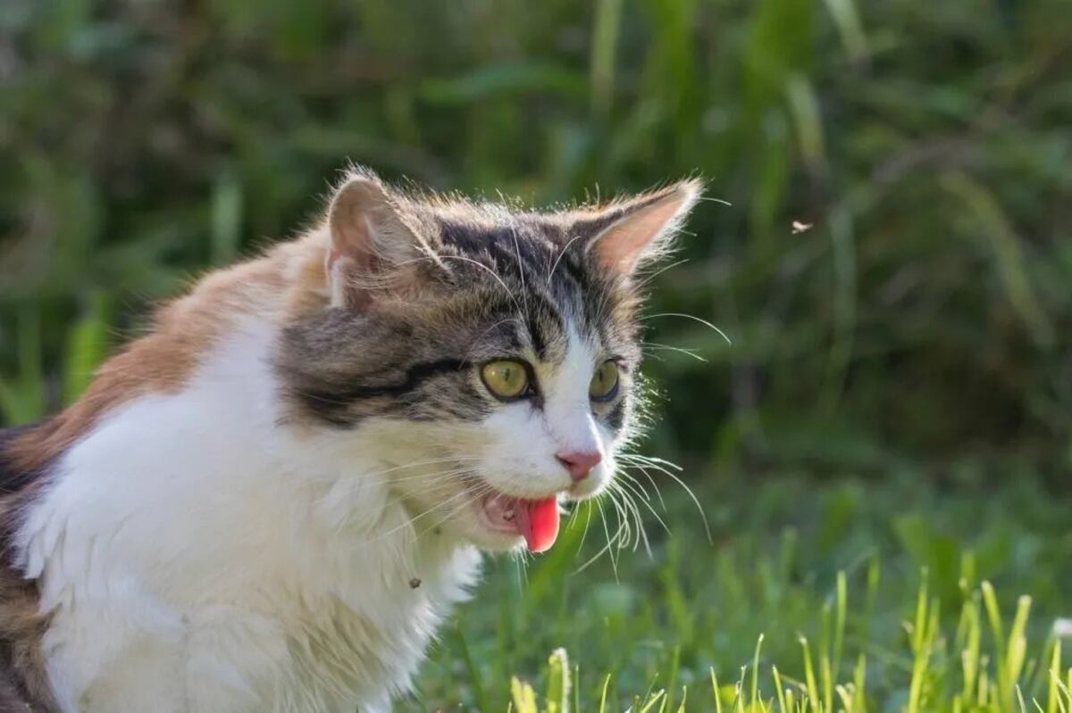 La guía experta para que tu gato descanse seguro y fresco ante las altas temperaturas