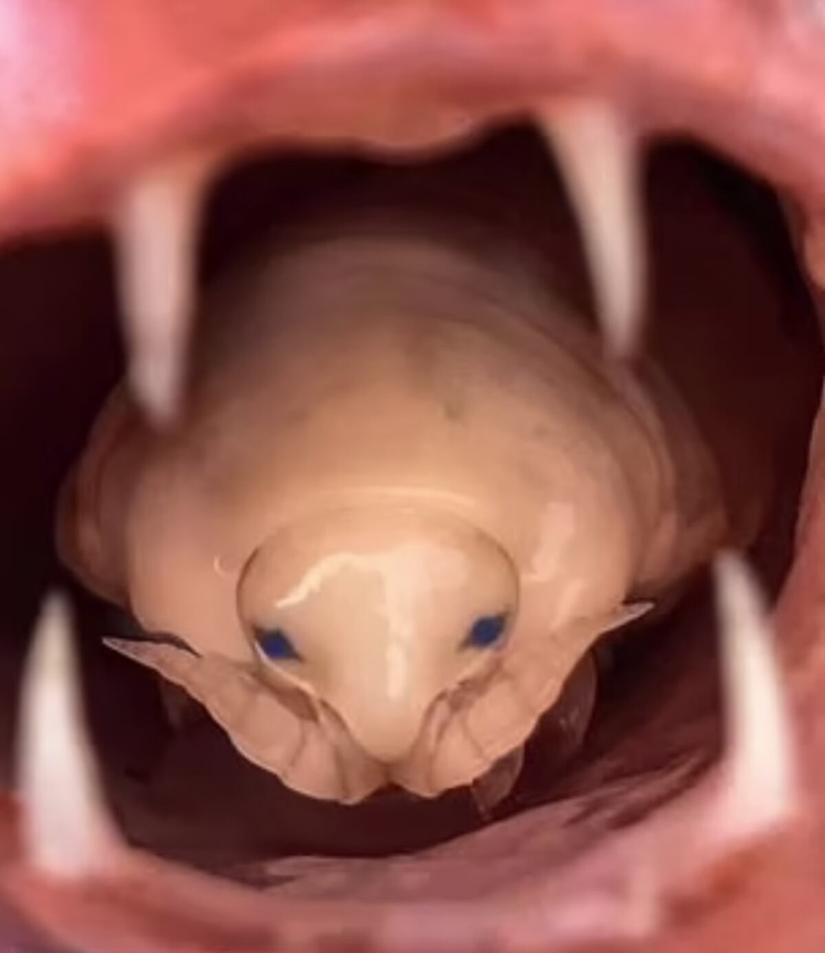 Fotografiaron un piojo que funcionaba como la lengua de un pez carpintero