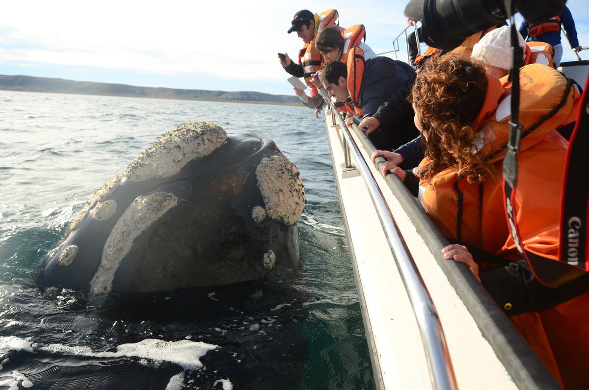 Noviembre es uno de los últimos meses en los que se pueden avistar ballenas en Puerto Madryn. (Foto: La Ruta Natural)