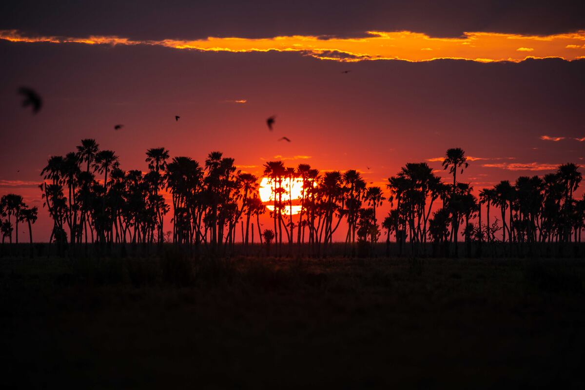 Un viaje por los Esteros del Iberá, en Corrientes. (Foto: Turismo Nación)