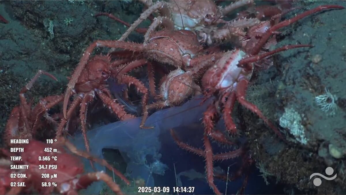 Lo que dejó la transmisión en vivo a 3.900 metros de profundidad: en colaboración con el Schmidt Ocean Institute, investigadores del CONICET realizan la expedición “Underwater Oases of Mar Del Plata Canyon: Talud Continental IV”
