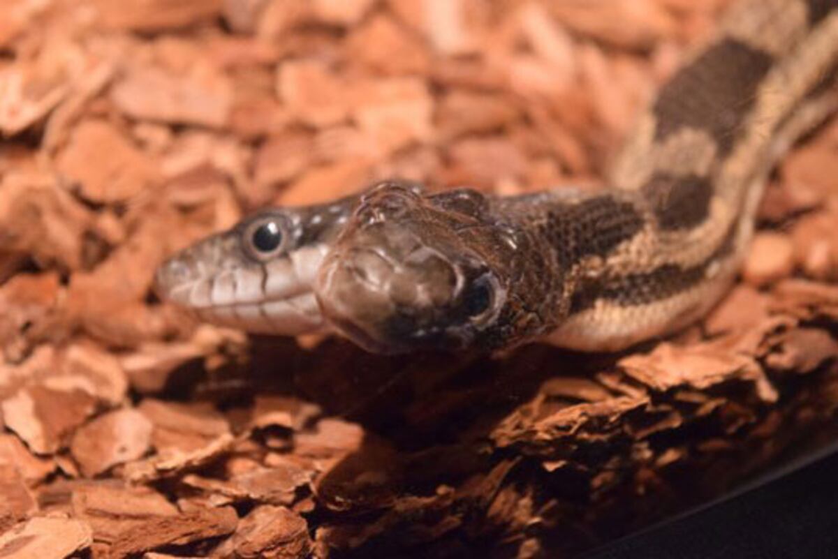 La condición que presenta la cobra se conoce como "bicefalía".