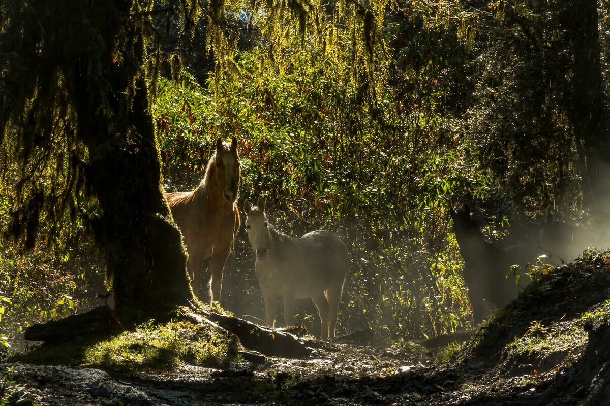 La provincia de Jujuy cuenta con destinos sorprendentes, como este camino a Alto Calilegua (Foto: Carla Cossentini)