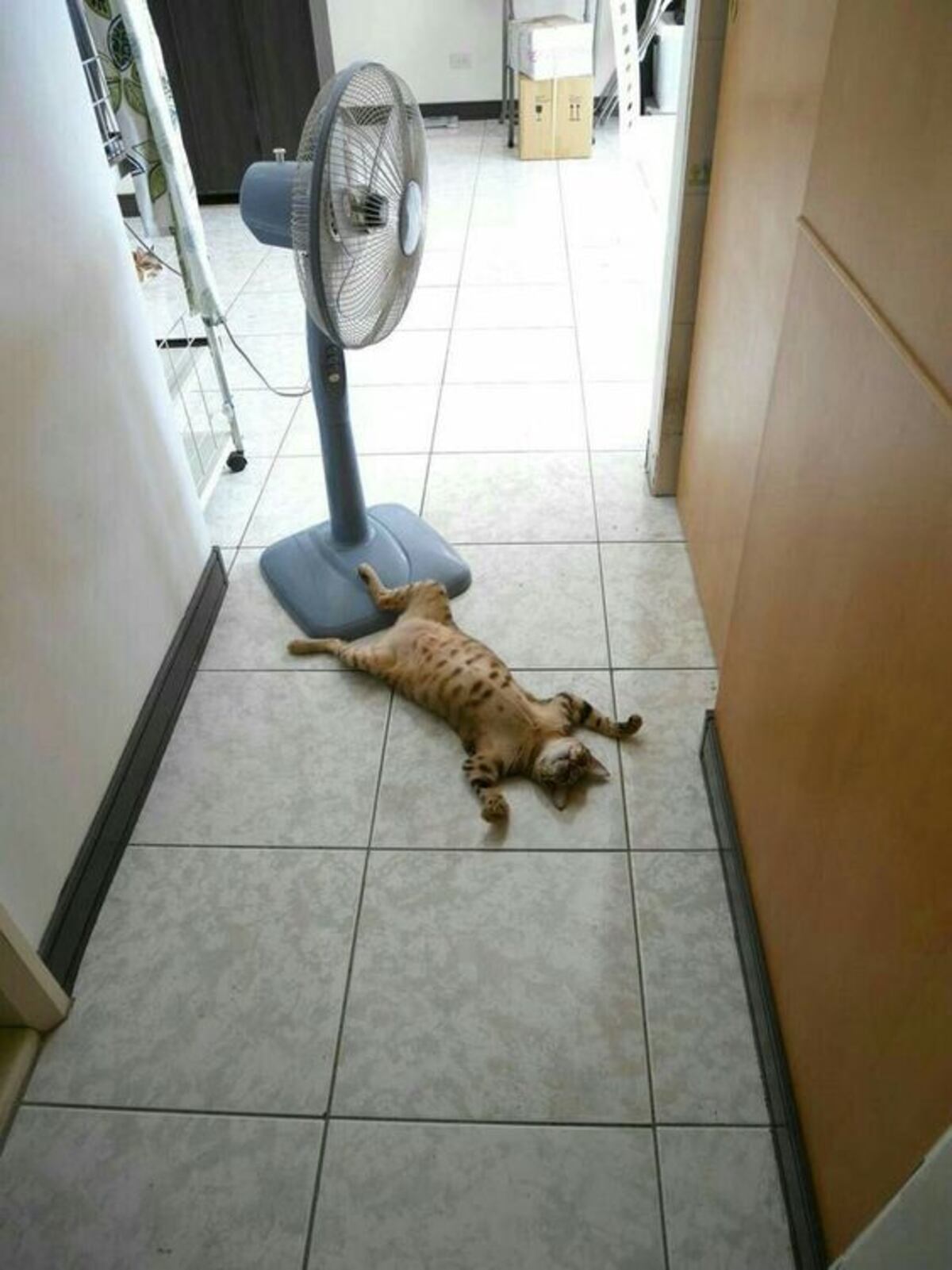 Calor en Córdoba. Los memes.