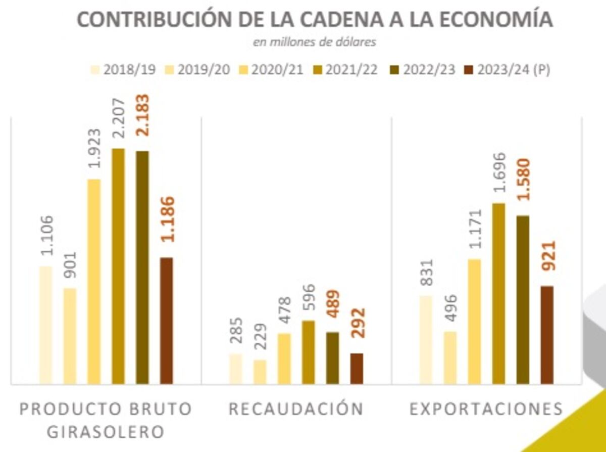 Cosecha girasol 2024
