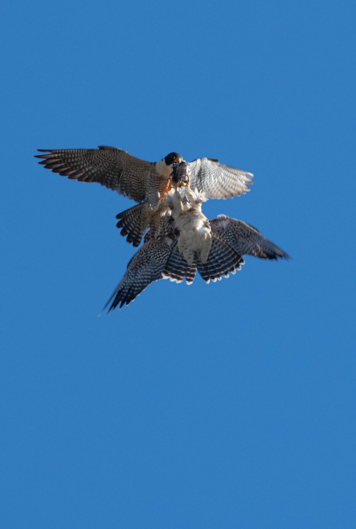 Aves. Halcón peregrino, en vuelo (Guillermo Galliano)