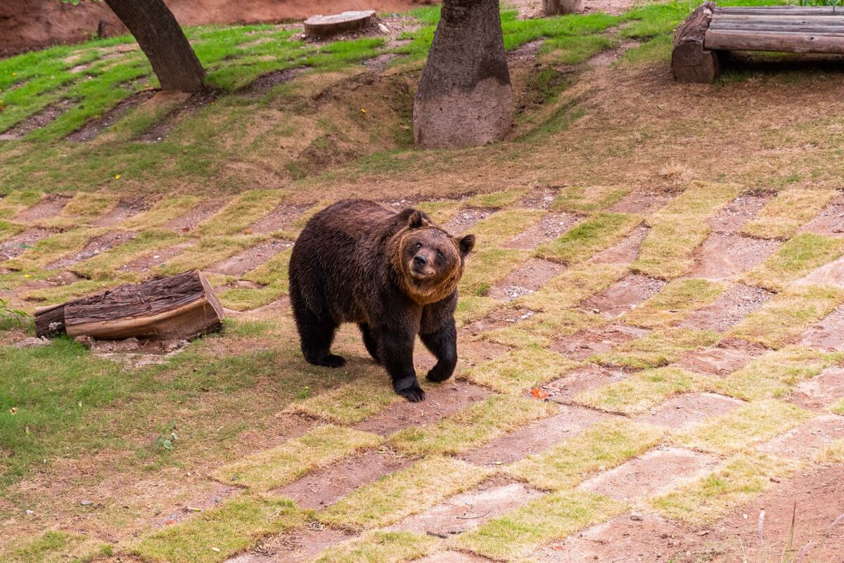El oso Koda del Parque de la Biodiversidad. (Municipalidad de Córdoba)
