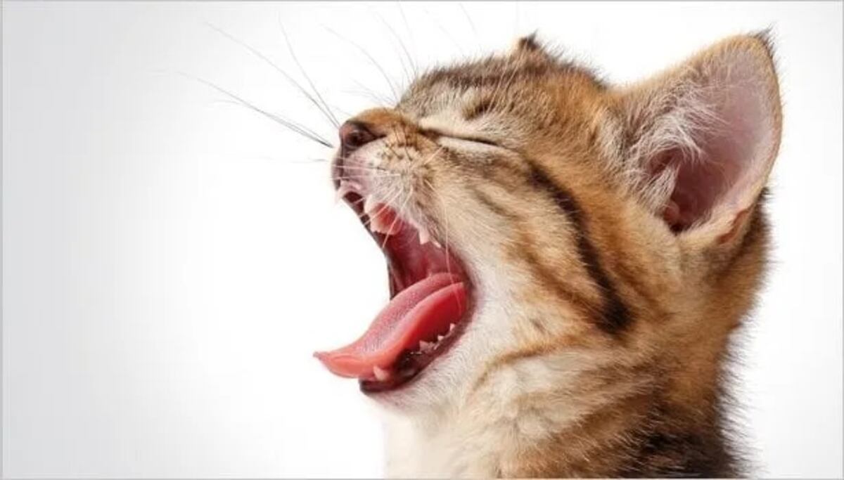 Por qué los gatos maúllan más a sus dueños hombres que a las mujeres, según la ciencia