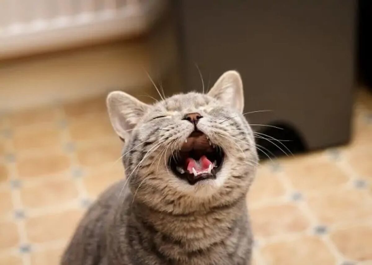 Por qué los gatos maúllan más a sus dueños hombres que a las mujeres, según la ciencia