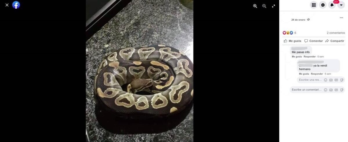 Los reptiles están entre los animales más afectados por el tráfico de fauna. (Captura / La Voz)