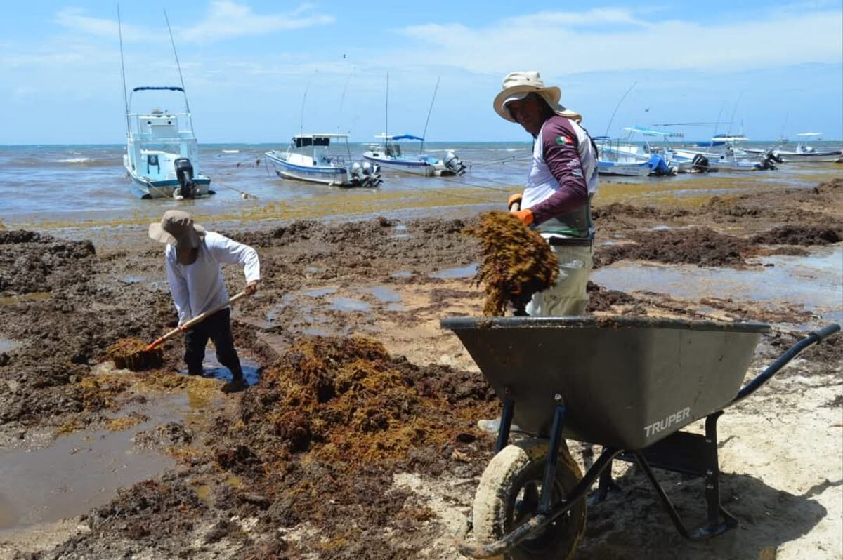 Impactantes imágenes del sargazo en todo el Caribe, un tema que preocupa al medio ambiente y el turismo.