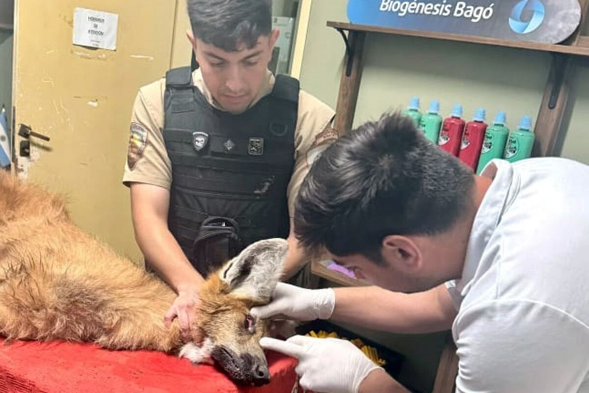 El aguará guazú fue hallado en estado desnutrición en una zona rural. (Policía Ambiental