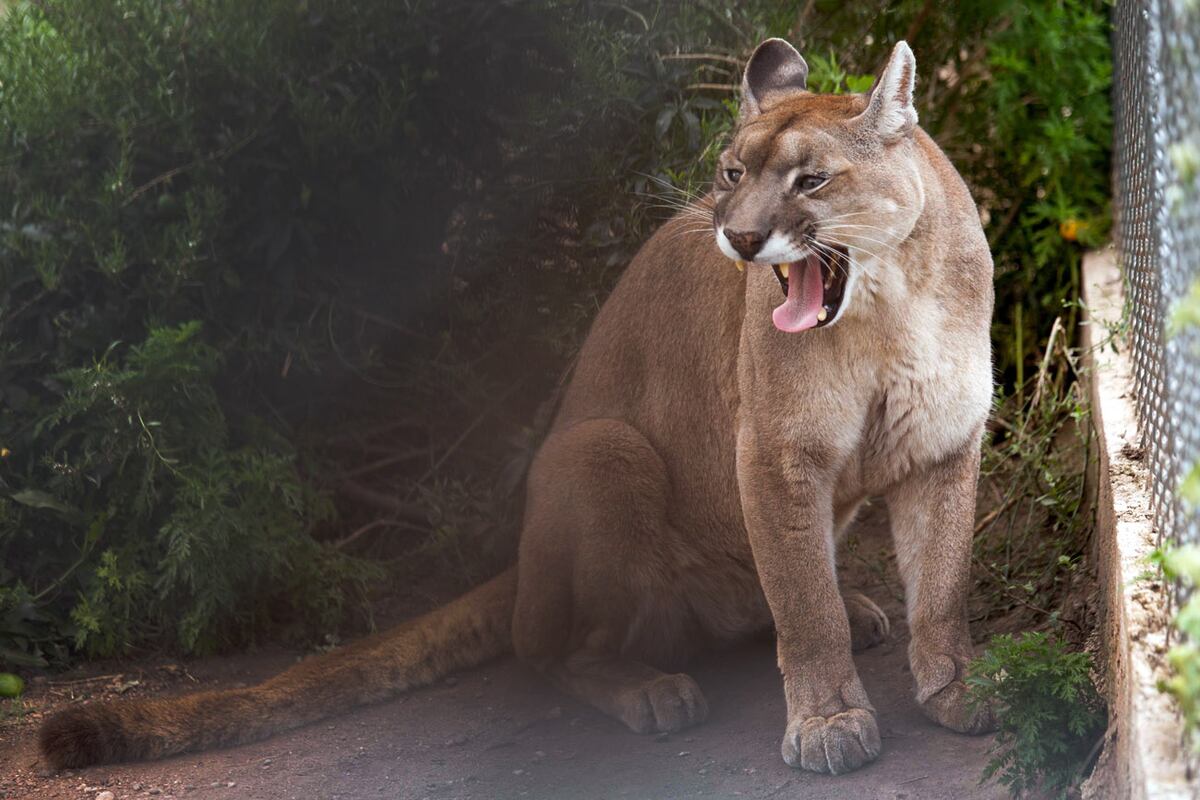 Pumas, una especie en riesgo de extinción en Córdoba. La cacería para evitar que ataque el ganado y el avance sobre su hábitatr natural impactan. (La Voz / Archivo)
