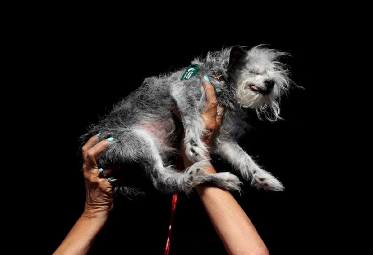 A Ozzie le gusta cuidar de gatitos en adopción. (Crédito: Justin Sullivan/Getty Images)