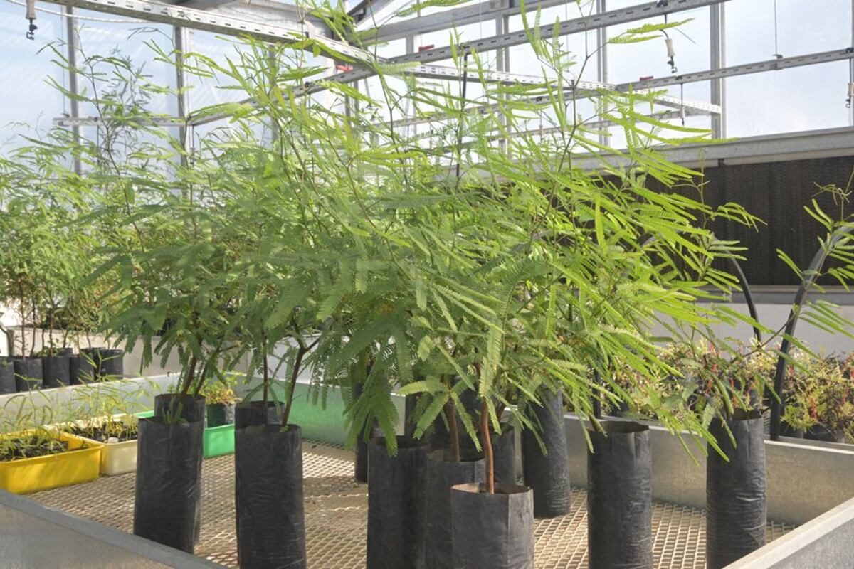 Investigan el cultivo in vitro del algarrobo blanco en Córdoba. (Ceprocor)