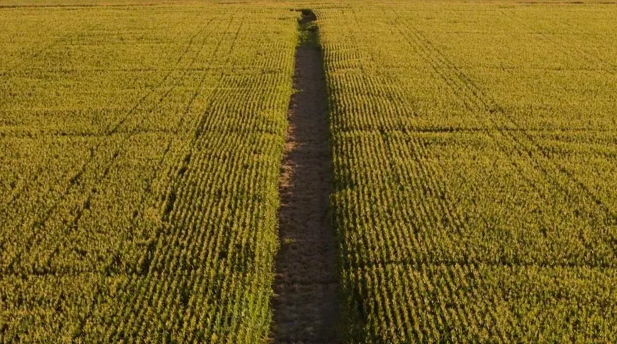 ESCALA. El establecimiento La Blanca concentra unas 1.900 hectáreas donde en los últimos cuatro años se inició un proceso de transición hacia la agricultura regenerativa. (Gentileza Crea)
