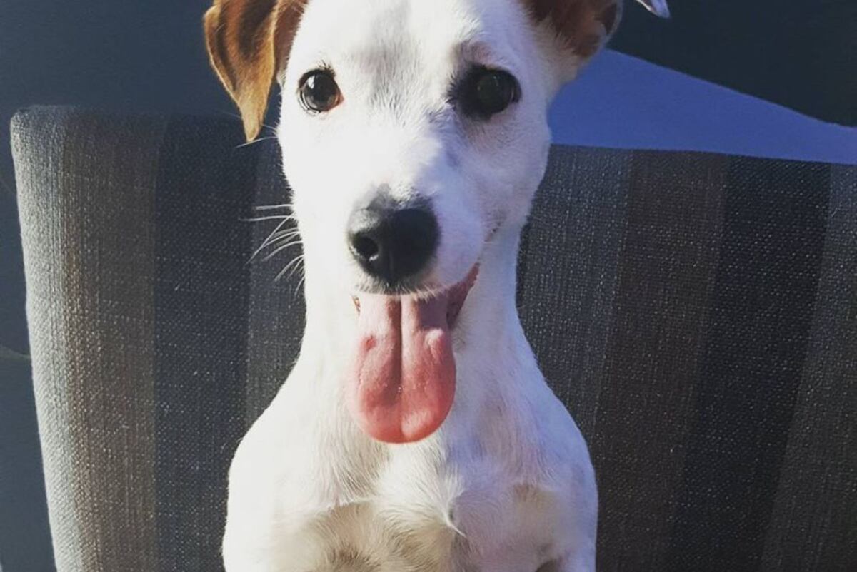 Hoy TrompaTrompita cuenta con más de 1,3 millón de seguidores en TikTok y superó la barrera de los 38.000 en Instagram. (Foto: La Voz)