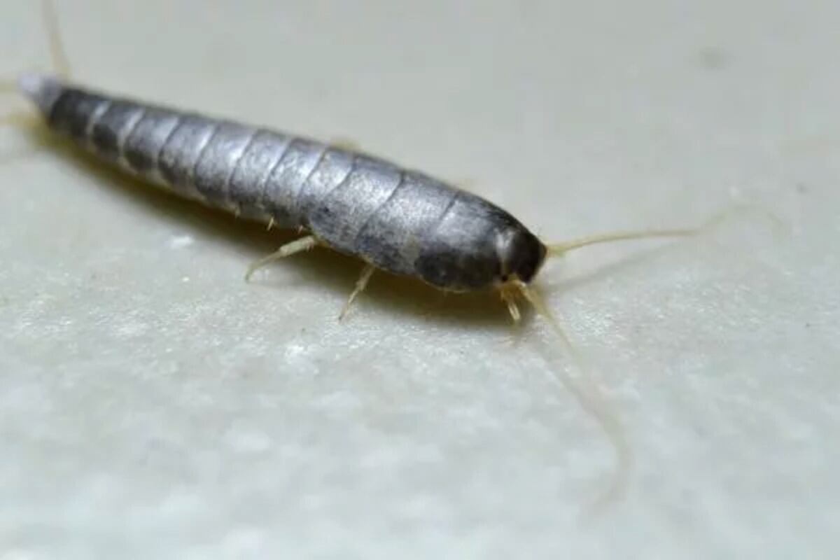 Qué significa que aparezcan “peces de plata” en la casa. (Freepik)