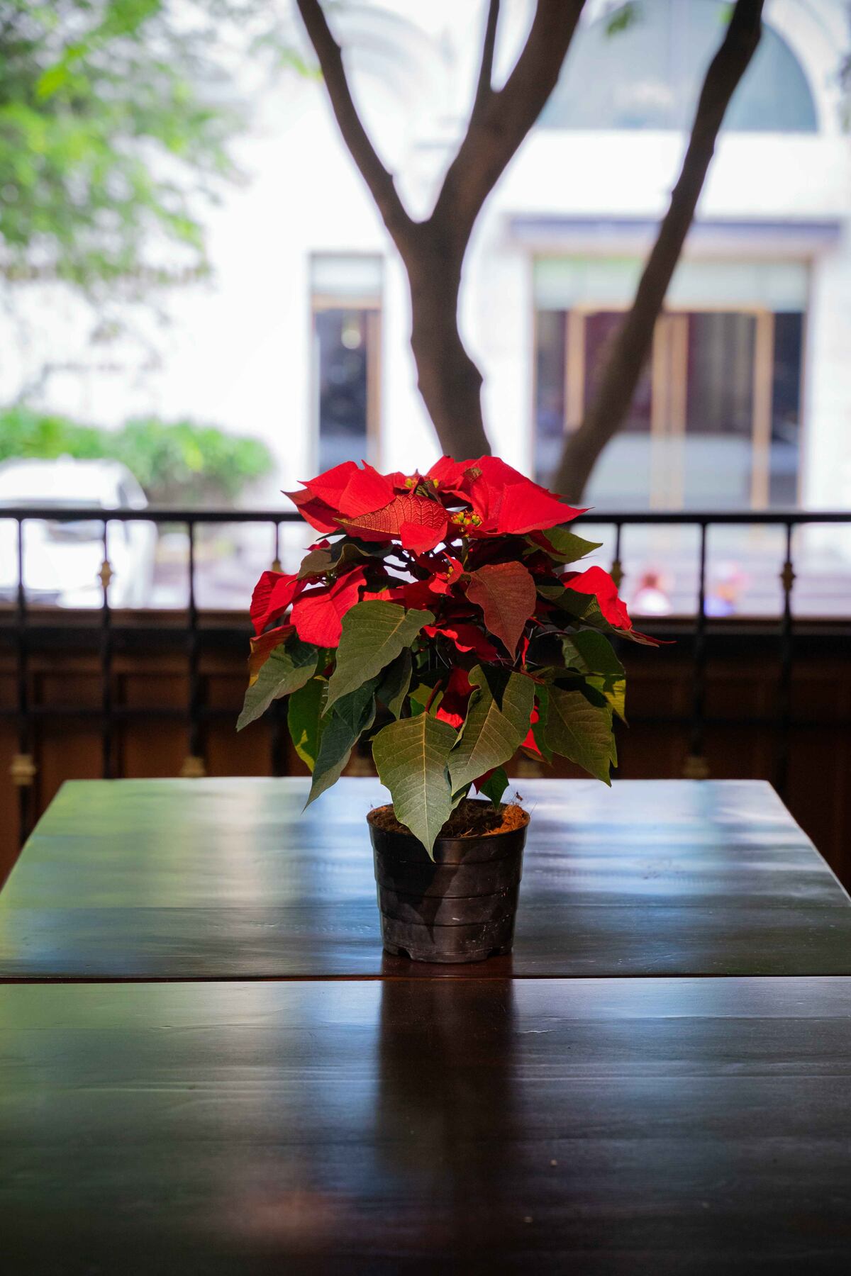 El Feng Shui considera que la ubicación de la estrella federal en la casa es importante para atraer la prosperidad (Unsplash)
